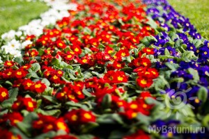 Цветы на старом бульваре в ноябре